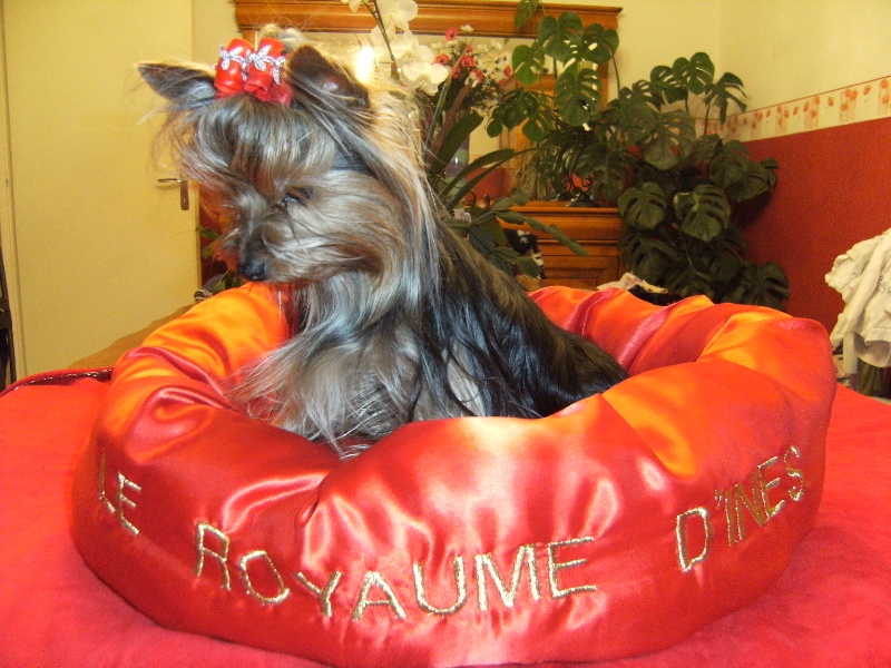 Publication : du royaume d'Inès Auteur : Baya Kles