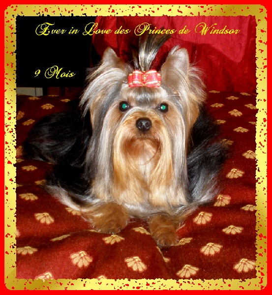  Auteur : BRETON-DARRAS Françoise