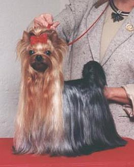 CH. pearlstring Wild illusion