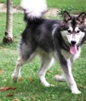 Étalon Alaskan Malamute - Evil eden of Greystone Shadow