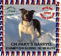 Étalon American Staffordshire Terrier - CH. Paky' S Barryo