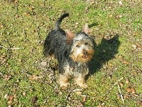 Étalon Australian Silky Terrier - Ellipse de la Lande Barbot