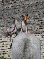 Étalon Basenji - CH. CH-T LSP Egira red du Chemin de la Lune aux Reves