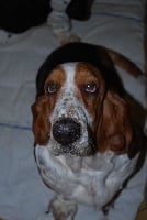 Étalon Basset Hound - Destinee du Haras de la Vergne