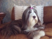 Étalon Bearded Collie - Amande des bergers des mille et une nuit Titre Initial