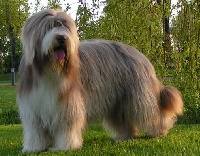 Étalon Bearded Collie - Uvéane impression Des monts de gatine