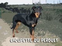 Étalon Berger de Beauce - Choupette Du perouet