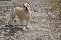 Étalon Bouledogue americain - Etam of Besthabily