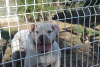 Étalon Bouledogue americain - Coeur de dragon de la manoune