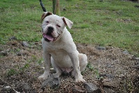 Étalon Bouledogue americain - caninedogproject's Empereur E.T of Argos