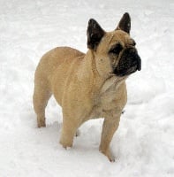 TN200_chiens-Bouledogue-francais-d37f45b7-ffda-fea4-7569-12631ec5111a.jpg