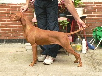 Étalon Braque hongrois à poil court (Vizsla) - CH. Be my baby of szedresi