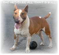 Étalon Bull Terrier Miniature - The red duke all that's bull