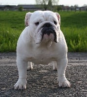 Étalon Bulldog Anglais - bull's of love Hollyness