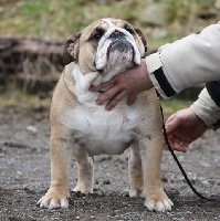 Étalon Bulldog Anglais - Impressive gina di villa eden