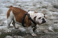 Étalon Bulldog Anglais - Kenza Cadeous des htes-fagnes