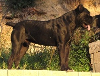 Étalon Cane Corso - CH. Chianti Des trois archanges