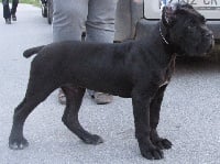 Étalon Cane Corso - Rothorm Jy Dream Crym cairo