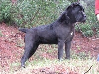 Étalon Cane Corso - CH. Venus della Valle dei Lord