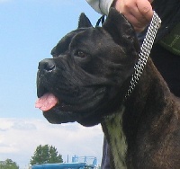 Étalon Cane Corso - Had Sforza