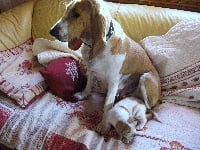 Étalon Chien courant suisse - Alizé De La Lauze