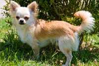 Étalon Chihuahua - D'yucatan des Cherihuas