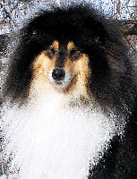 Étalon Colley à poil long - CH. Couci-couca De cathyja