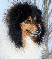 Étalon Colley à poil long - CH. Charm in black de cathyja