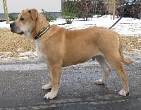 Étalon Dogue de Majorque - Zvezda Askony Velacrus von zillion