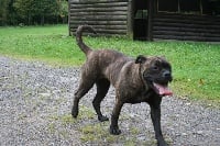 Étalon Dogue de Majorque - Hekla Cadeous des htes-fagnes