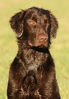Étalon Flat Coated Retriever - Dark devotion Hip Perfect Promise