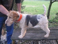 Étalon Fox Terrier Poil Dur - Douma Des Rives Du Haut Salat