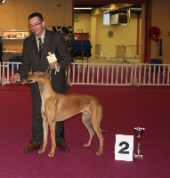 Étalon Greyhound - CH. Estebhan Du domaine de pharamond