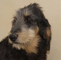 Étalon Griffon nivernais - Enola du roc d'Eden