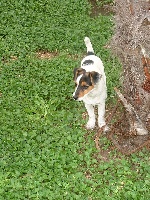 Étalon Jack Russell Terrier - Deesse du pont des tourradons