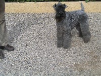 Étalon Kerry Blue Terrier - Ave cesar Des Diablotins De L'Ozon