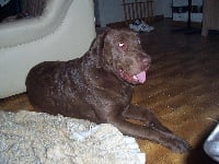 Étalon Labrador Retriever - Cooper (Sans Affixe)