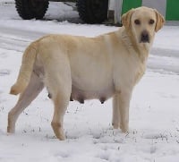 Étalon Labrador Retriever - Confidence De la sauvagette