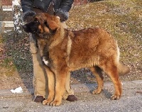 Étalon Leonberger - Cana'bis of the dog's company