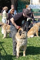 Étalon Leonberger - Darling diam's skyros de l'aulp de fier