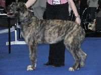 Étalon Levrier Irlandais - Madelline zlata dolina