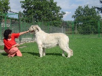 Étalon Levrier Irlandais - Lina zlata dolina