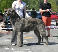 Étalon Levrier Irlandais - CH. As imperator z petrikovskych lesu