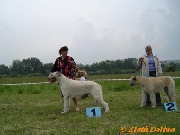 Étalon Levrier Irlandais - Karolina zlata dolina