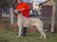 Étalon Levrier Irlandais - Cilly legenda trigon
