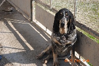 Étalon Petit bleu de Gascogne - Epi du ruisseau du Puy du Maine