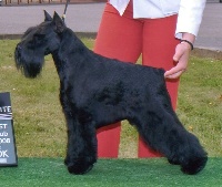 Étalon Schnauzer miniature - CH. Heavy metal de wonderful can