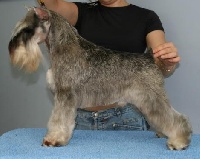 Étalon Schnauzer miniature - CH. Chelines El fandango