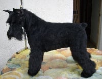 Étalon Schnauzer miniature - CH. Vengo venenosa de wonderful can