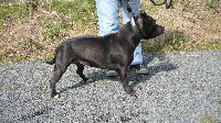 Étalon Staffordshire Bull Terrier - Dipsie (Sans Affixe)